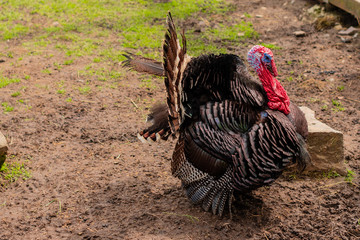 Beautiful adult multi-colored turkey-cock on the farmyard of a rural farm