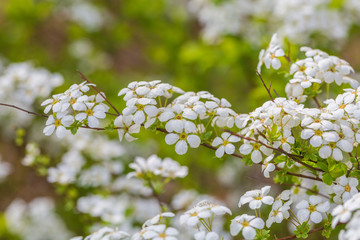 Spring outdoors, open white flowers,Spiraea prunifolia Sieb. et Zucc.