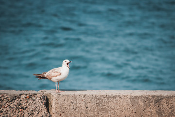 Seagull with open beak sits on the shore