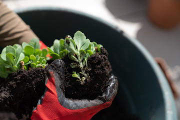 Women's hand planting spring flowers. Flower care