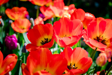 Obraz na płótnie Canvas Tulips in the Central Park of culture and rest of St. Petersburg.