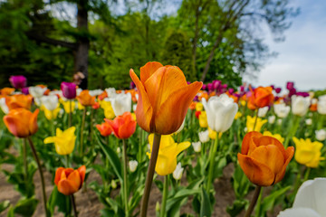 Tulips in the Central Park of culture and rest of St. Petersburg.