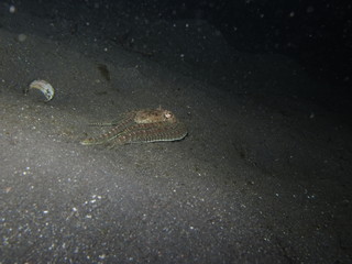 Pulpo camuflado en Lembeh