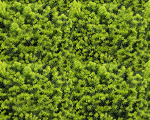 seamless natural texture for designer, background