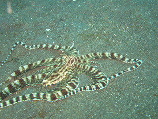 Pulpo camuflado en Lembeh