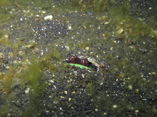 Pulpo camuflado en Lembeh