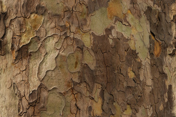 seamless natural texture bark for designer, background