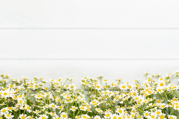 Chamomile flowers floral framee. Flat lay, top view.