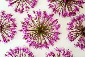 Floral background of leaves and violet flowers Allium
