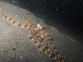 Pulpo camuflado en Lembeh