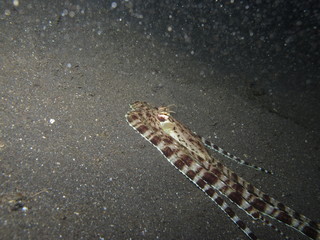 Pulpo camuflado en Lembeh