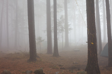 Misty forest in spring in the Urals.