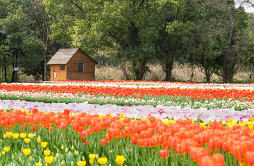 Obraz premium Landscape of tulips field at Wuhan Botanic garden.