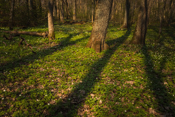 Spring flowers in oak forest