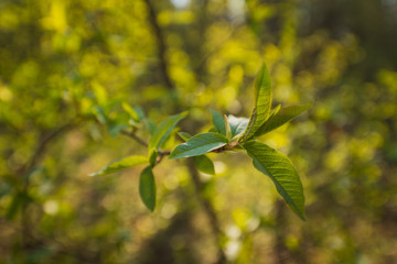 Spring flowers in oak forest