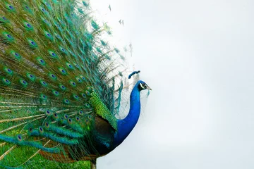 Fotobehang Pauw met staart in pluimspreiding © MICHEL