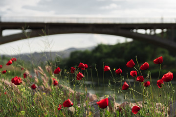 Ankara Red Poppies in Front of Bridge