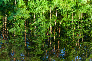 Reflection of trees