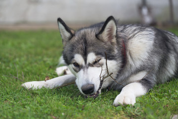 Naklejka na ściany i meble Dog breed alaskan malamute plays in a garden. Selective focus