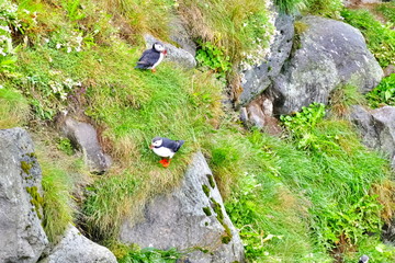 Puffin colony on a grassy cliff near Husavik