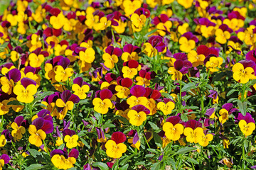 Blühende Hornveilchen, Viola cornuta