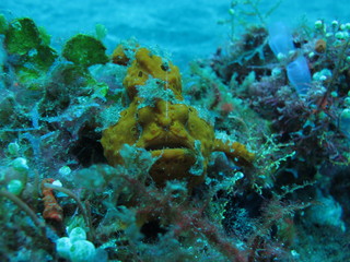 Submarinismo en lembeh