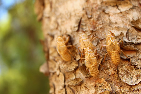 geschl&uuml;pfte Zikaden H&uuml;llen