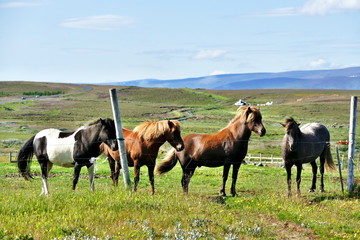 Fototapeta premium Four beautiful icelandic horses on a pasture near Husavik