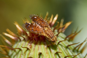 Macro of colorful Paracantha fruit fly on the Cirsium texanum bud