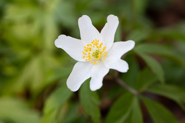 Bl&uuml;hendes Buschwindr&ouml;schen (Anemone nemorosa), Naturschutzgebiet, Granitz, Biosph&auml;renreservat S&uuml;dost-R&uuml;gen, Insel R&uuml;gen, Mecklenburg-Vorpommern, Deutschland, Europa