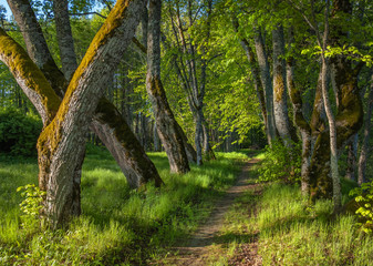 fresh green alleyway in the Katvaru muza, Latvia