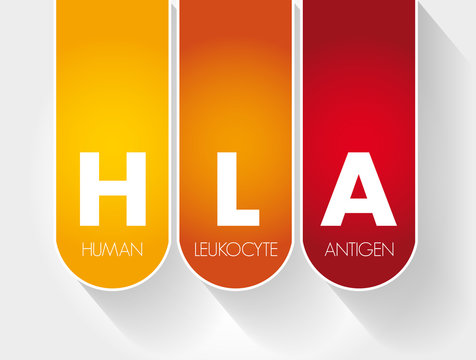 HLA - Human Leukocyte Antigen Acronym, Health Concept Background