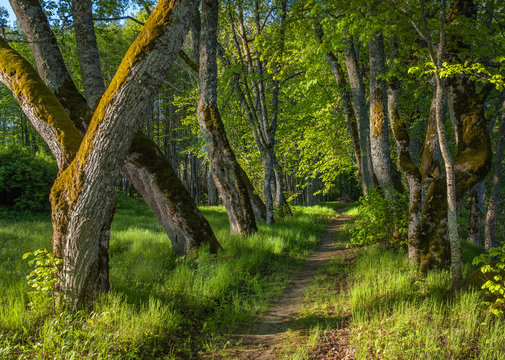 fresh green alleyway in the Katvaru muza, Latvia