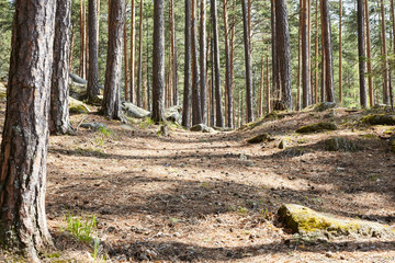 Obraz premium Pines and trail with needles in the forest in the Urals