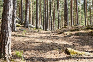 Pines and trail with needles in the forest in the Urals