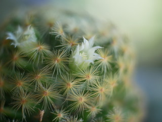 close up of a cactus