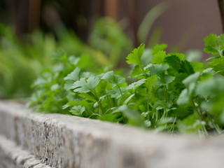parsley