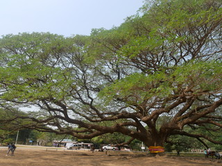 tree in the park