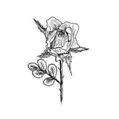 Rose flower, stem with thorns, leaves and bud, hand drawn doodle, sketch, black and white vector illustration