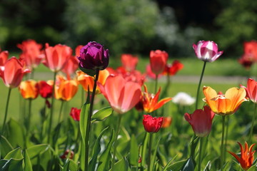 Fototapeta na wymiar Tulips on a sunny day in the park
