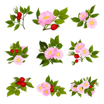 Set of images of fruits and flowers of wild rose. Vector illustration on white background.