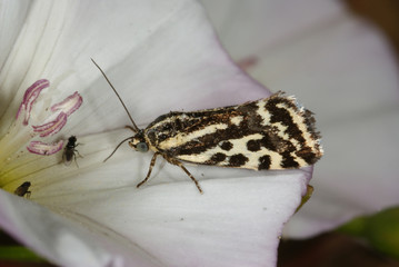 Acontia trabealis (SCOPOLI, 1763) Ackerwinden-Bunteulchen FR, Vogesen, Soultzmatt 31.07.2012