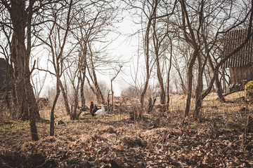 Chickens on a background of autumn trees and rustic landscape