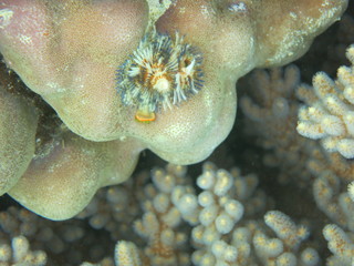 Arrecife de coral en Indonesia