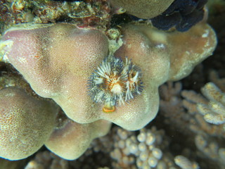 Arrecife de coral en Indonesia
