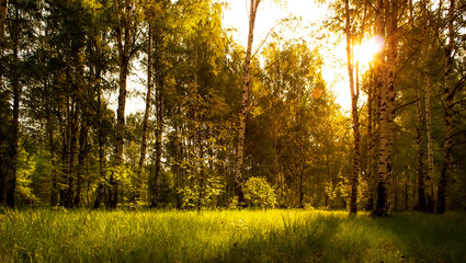 Birch grove background. Morning sunrise in the birch forest.Summer background.