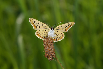 Lycaena tityrus (PODA, 1761) Brauner Feuerfalter FR, Vogesen, Dambach-la-Ville 02.08.2012