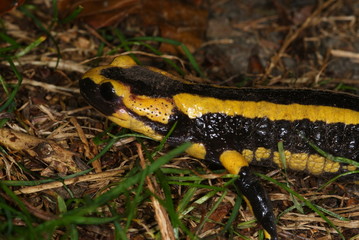 Salamandra salamandra Feuersalamander DE, Wuppertal-Cronenberg 21.09.2012