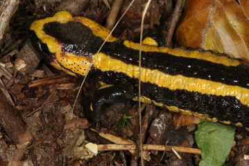 Salamandra salamandra Feuersalamander DE, Wuppertal-Cronenberg 21.09.2012