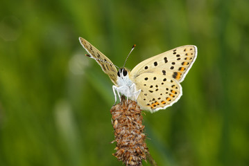 Lycaena tityrus (PODA, 1761) Brauner Feuerfalter FR, Vogesen, Dambach-la-Ville 02.08.2012